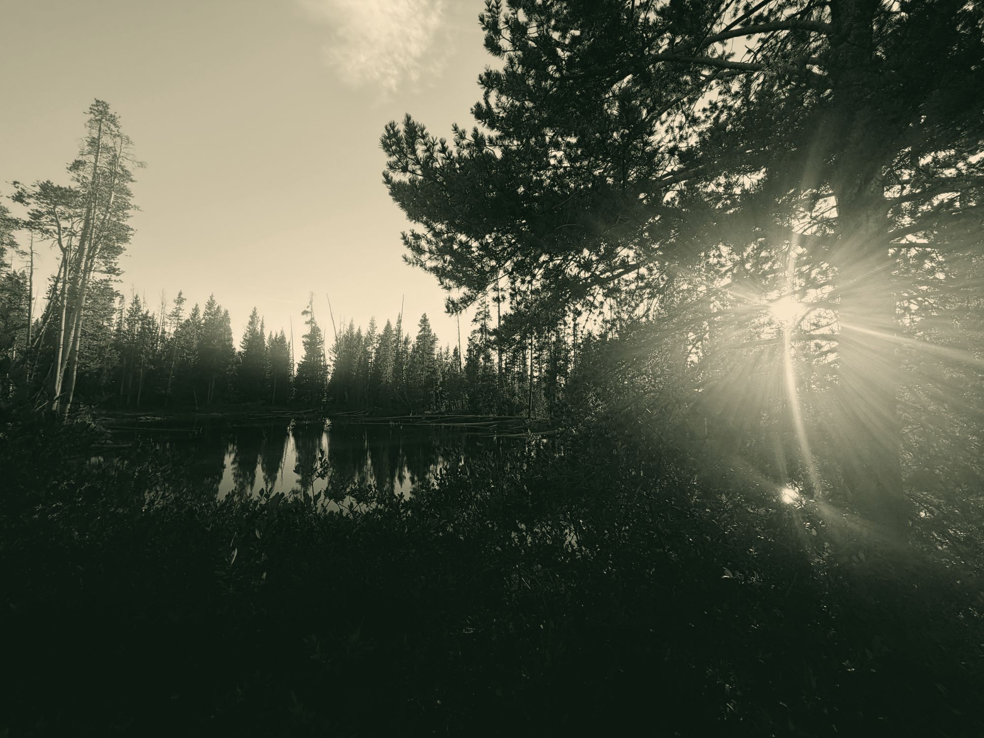 Low sun bursting through pine branches over a still, reflective forest pond.